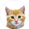 APK Cat Pictures