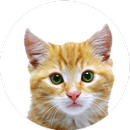 Cat Pictures APK