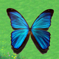 Tiny Butterflies
