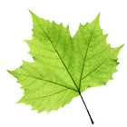 TreeLogy icon