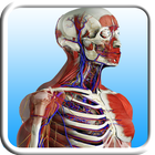 Anatomy Learning icono