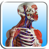 Anatomy Learning-icoon