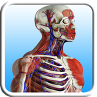 Anatomy Learning 图标