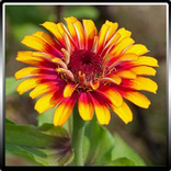 Garden Plants Growing Guide