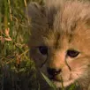 Baby Cheetah Live Wallpaper APK