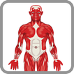 Nurse's Visual Anatomy