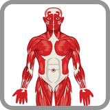 Nurse's Visual Anatomy أيقونة