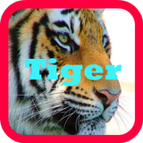 ikon Tigers wallpaper