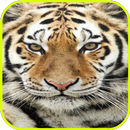 Nature Tiger wallpaper APK