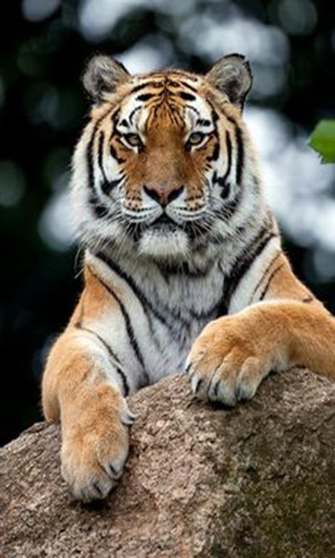 Nature Tiger wallpaper for Android - Download