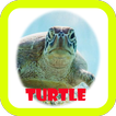 Turtle wallpaper