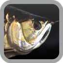 Arowana wallpaper APK