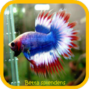 Betta splendens APK