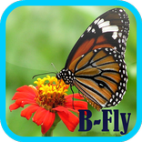 Butterfly wallpaper