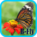 Butterfly wallpaper