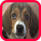 Dog Live Wallpaper 圖標