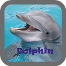 Dolphin wallpaper APK