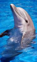 Dolphin wallpaper Poster