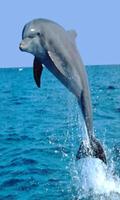 Dolphin wallpaper captura de pantalla 1
