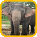 Elephant wallpaper