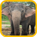 Elephant wallpaper APK