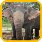 Elephant wallpaper icon