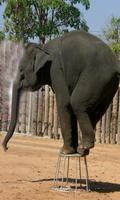 Elephant wallpaper poster