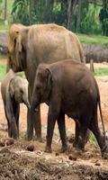 Elephant wallpaper screenshot 1