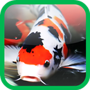 Fancy carp wallpaper APK