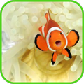 fish wallpaper