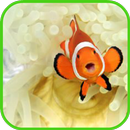 fish wallpaper APK