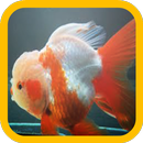 Goldfish wallpaper APK