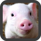 Little Pig wallpaper simgesi