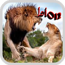 Nature Lion Wallpaper APK