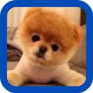 Pomeranian wallpaper
