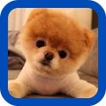Pomeranian wallpaper