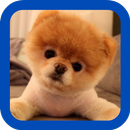 Pomeranian wallpaper APK