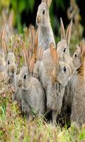 Rabbit Live wallpaper syot layar 1