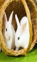 Rabbit Live wallpaper syot layar 2