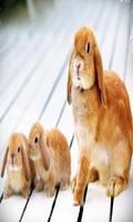 Rabbit Live wallpaper syot layar 3