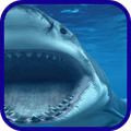 Shark blue sea