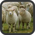 Sheep wallpaper