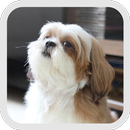 Shih Tzu wallpaper APK
