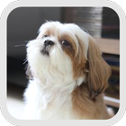 Shih Tzu wallpaper 아이콘