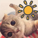 Kitten weather app-APK