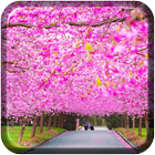 Peach cherry blossom wallpaper আইকন