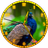Peacock Clock APK