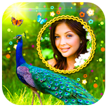 Peacock Photo Frames HD