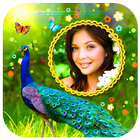 Peacock Photo Frames HD 圖標