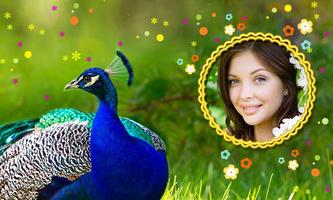 Peacock Photo Frames HD Cartaz